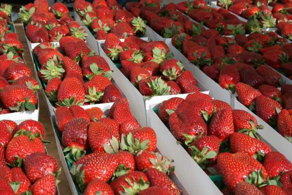 strawberries.jpg