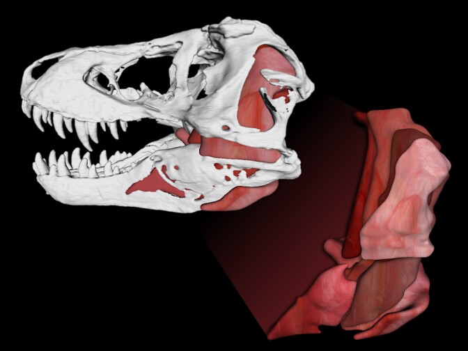 <em>Tyrannosaurus rex</em> jaws generated 8,000-pound bite forces and let the creature eat everything from duck-billed dinosaurs to triceratops.