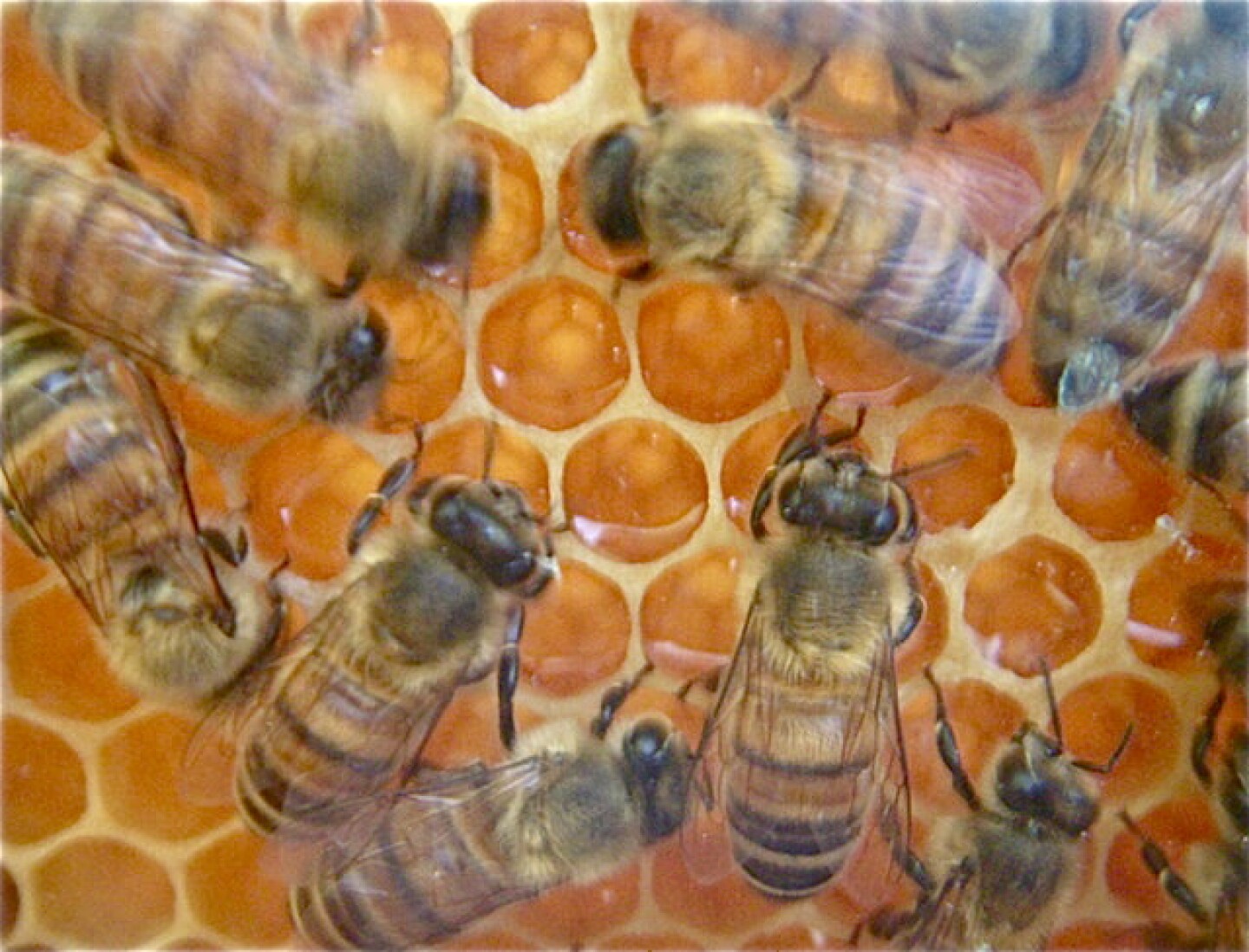 beekeepers.jpg