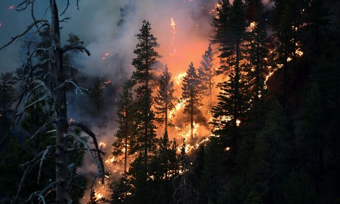 The Bobcat Fire burns pine trees near Cedar Springs, Los Angeles, California on September 21, 2020. - The fire which erupted on September 6 in the Angeles National Forest has become one of the largest fires in Los Angeles County's history with over 100,000 acres scorched. (Photo by Frederic J. BROWN / AFP) (Photo by FREDERIC J. BROWN/AFP via Getty Images)