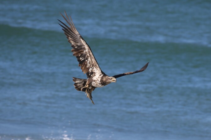 An eagle flies over the water with a fish in its talons.