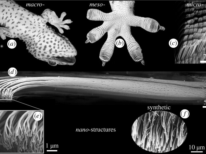 A diagram showing the structures that allow geckos to stick to walls and easily unstick themselves.