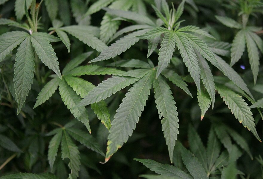 DALY CITY, CA - APRIL 18: Leaves of a mature marijuana plant are seen in a display at The International Cannabis and Hemp Expo April 18, 2010 at the Cow Palace in Daly City, California. The two day Cannabis and Hemp Expo features speakers, retailers selling medical marijuana smoking paraphernalia and a special tent available for medical marijuana card holders to smoke their medicine. Voters in California will consider a measure on the November general election ballot that could make the State the first in the nation to legalize the growing of a limited amount of marijuana for private use. (Photo by Justin Sullivan/Getty Images)