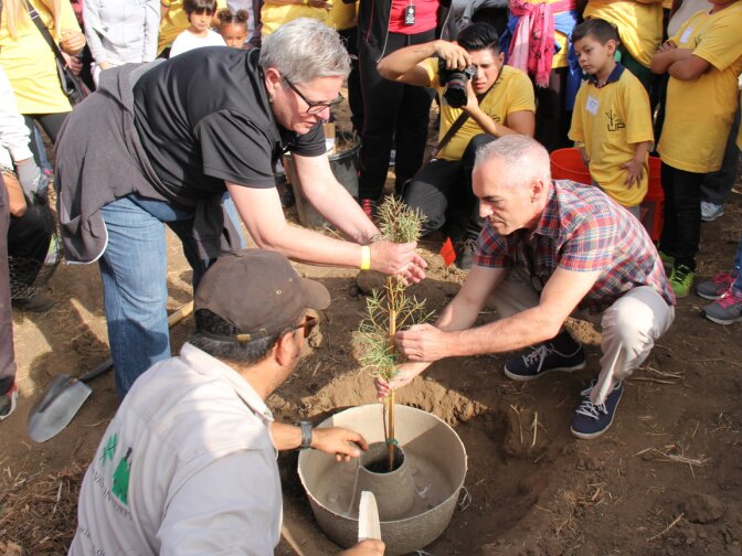 Councilman Mitch O'Farrell (R) helps plant a tree in Elysian Park using a Land Life Company "cocoon," a new technology the city is testing to see if it can improve the survival rate of new trees.