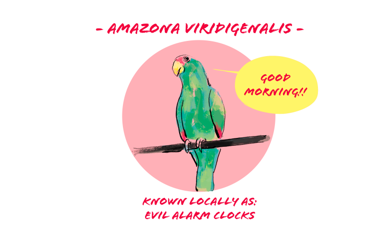 Drawing a of a green parrot on a branch. Text reads amazona viridigenalis and known locally as: evil alarm clocks. Speech bubble reads Good Morning!!