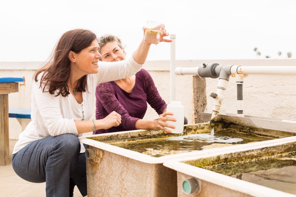 Victoria Orphan, 2016 MacArthur Fellow, Kerckhoff Marine Laboratory, Corona Del Mar/CA, September 7, 2016