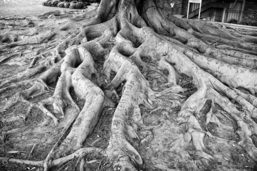 tree.jpg