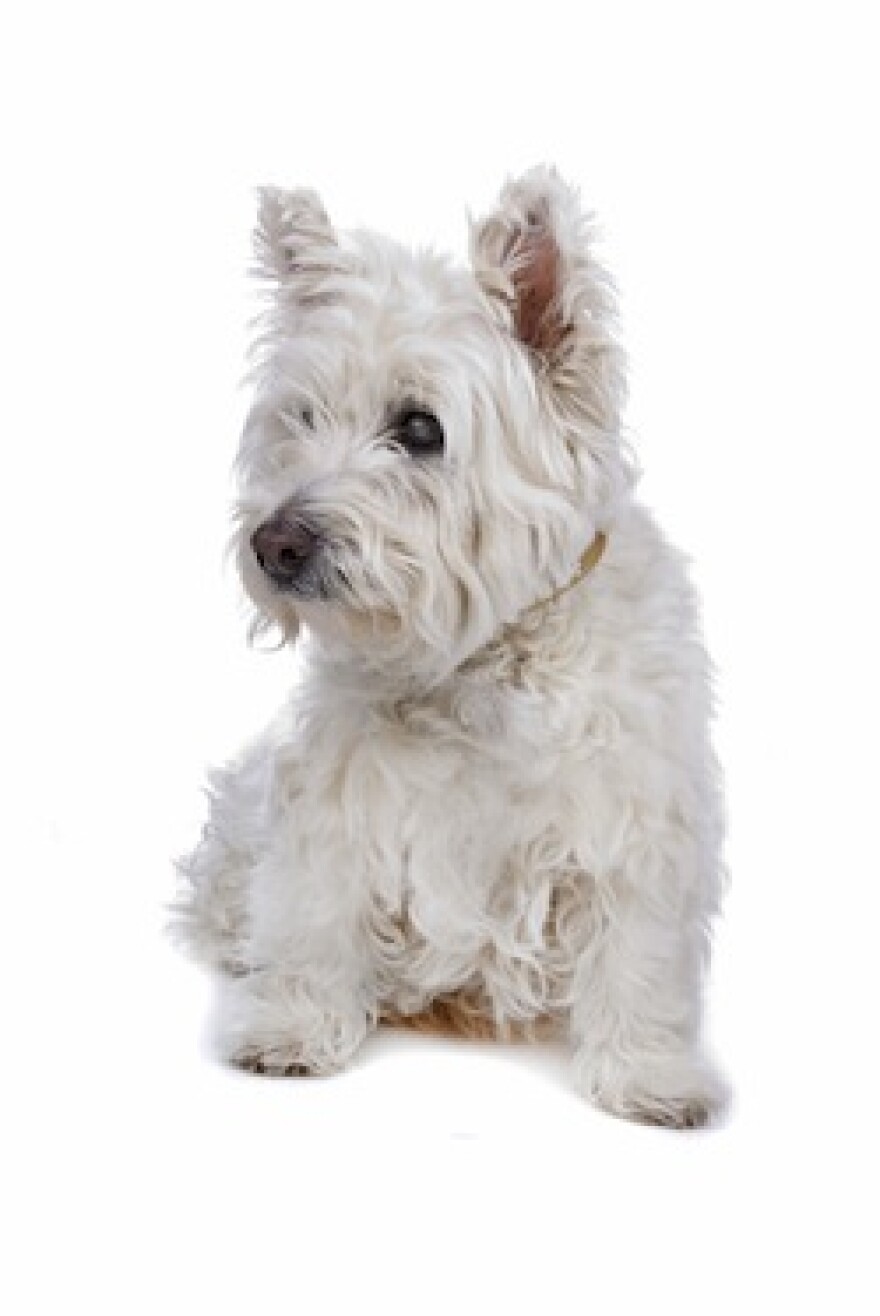 terrier.jpg
