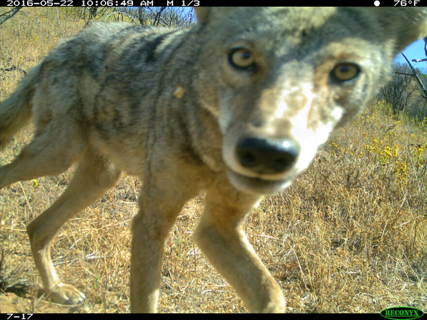 A coyote captured by a camera as part of the National Park Service's Springs Fire Wildlife Project. A year after the fire, coyotes were showing up twice as often in burned areas as in non-burned areas.