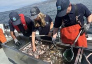 Theree people, each with navy hats, stand over a tank of fish. They are on a boat and the ocean and coast is visible in the backdrop. 