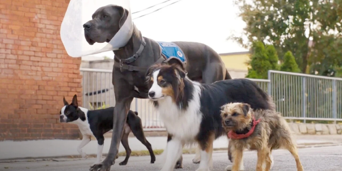 Four dogs walk side by side along a neighborhood street. The one on the far left is a small black and white Boston terrier. Next to the Boston terrier is a large, dark grey Doberman wearing a service dog vest around its body and clear cone around its head. Next in the line is a medium sized Sheltie with a white, dark brown, and light brown coat. The dog on the right end wears a red bandana around its neck and is a small, light brown terrier mix.