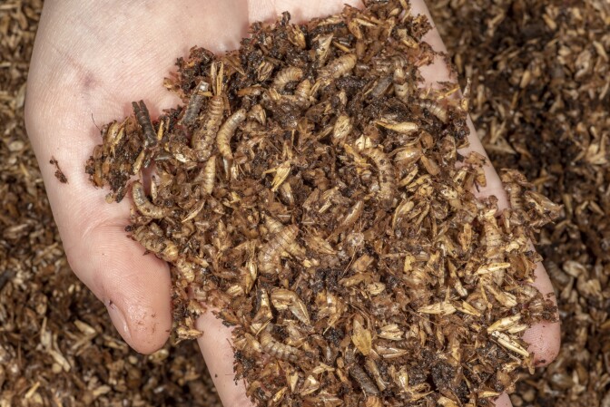 A hand holds dirt with maggots in it.