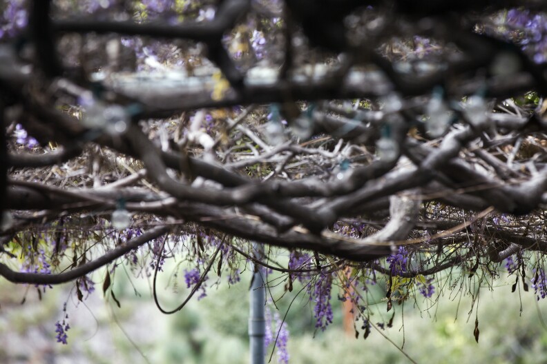 The vine was first planted in 1894. Sierra Madre has come to be known for its annual Wistaria Festival, and there's even a local restaurant named after it.
