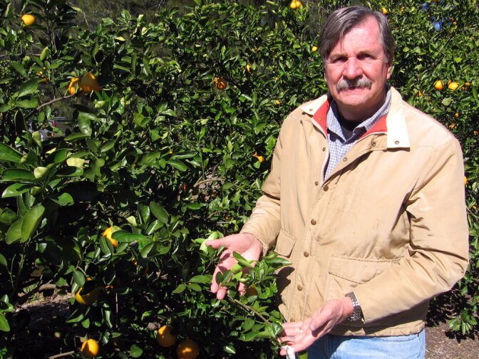 Bob Adair, director of the Florida Research Center for Agricultural Sustainability, in his citrus grove in Vero Beach, Fla.