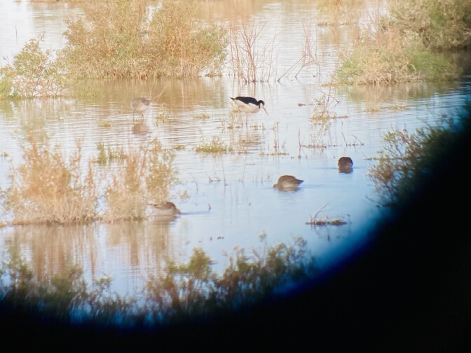 Small birds dig their beaks into a shallow marsh.