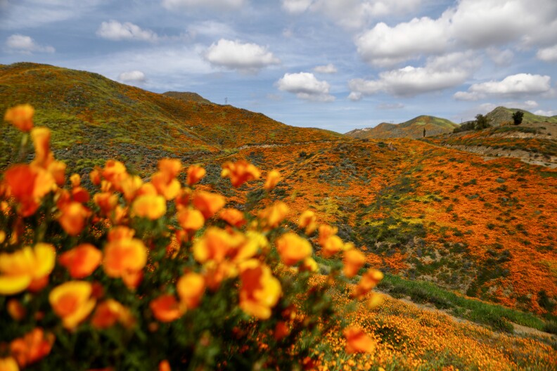Orange poppies cover rolling hillsides.