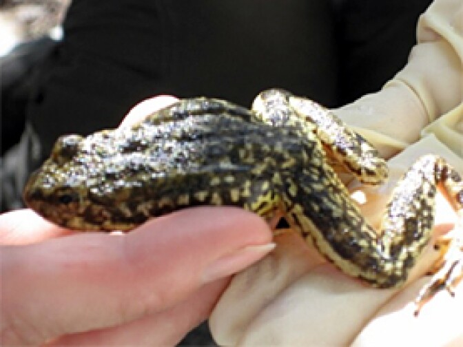 Mountain yellow-legged frogs actually have creamy beige legs, and a back that mimics granite, to help them be more cryptic to predators.