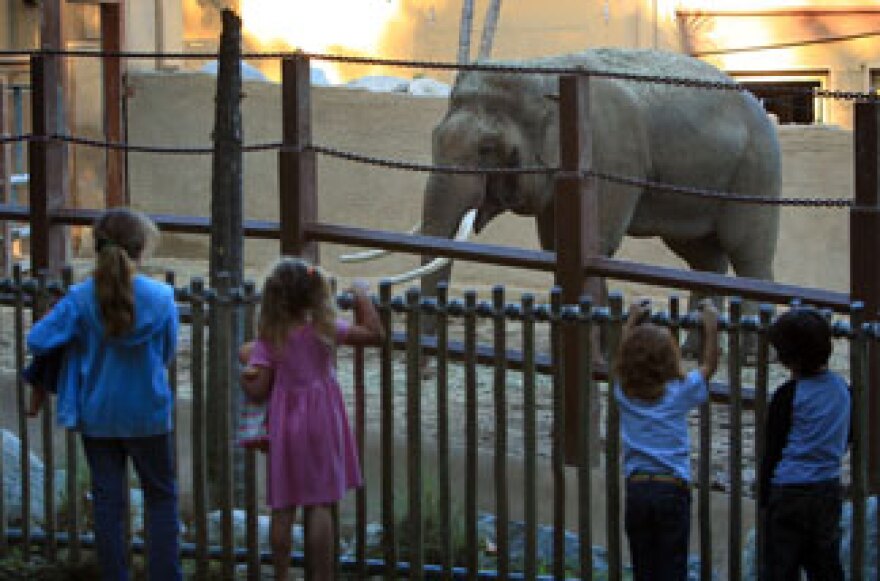 Children watch Billy, the only elephant then at the Los Angeles Zoo, in his temporary exhibit after the Los Angeles City Council voted to keep Billy at the zoo and continue construction of the $42 million Pachyderm Forest elephant exhibit on January 28, 2009 in Los Angeles.