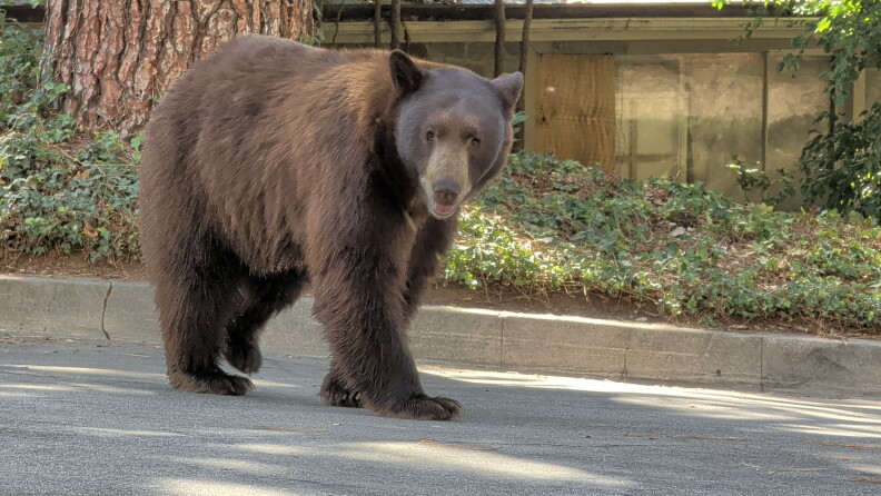A black bear with brown fur walks on a suburban street under a tree.