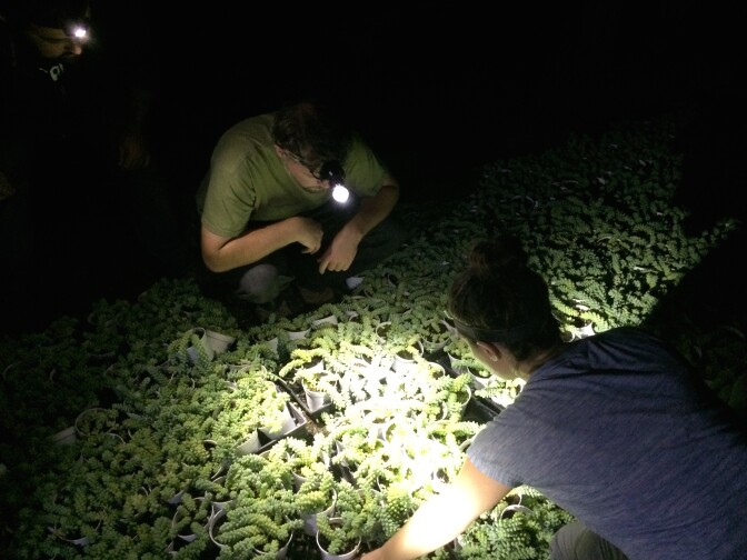 Researchers and volunteers search palettes of tropical plants for coqui frogs. 