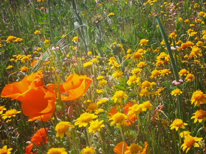 The record heat did not destroy this portion of the poppy fields. 