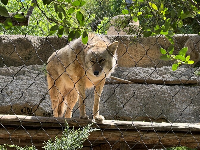 A light-furred coyote stands in its habitat at the zoo during the daytime.