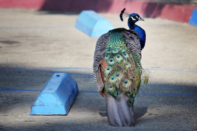 at Baldwin Lake inside the Los Angeles County Arboretum & Botanic Garden in Arcadia on Tuesday morning, Aug. 23, 2016.