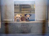 File: Chihuahuas await adoption at a Los Angeles Department of Animal Services shelter on Dec. 15, 2009 in Los Angeles. 