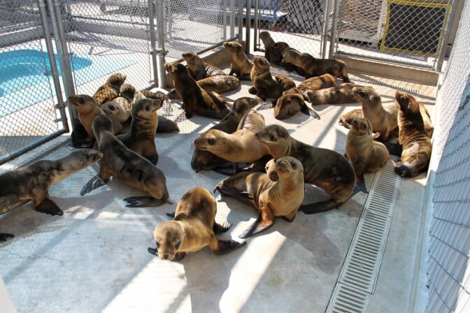 Sea lions in rehab