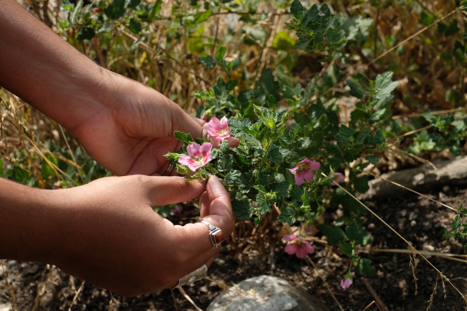 A close up shot of hands with medium brown skin tone and rings holding a small pink flower. 