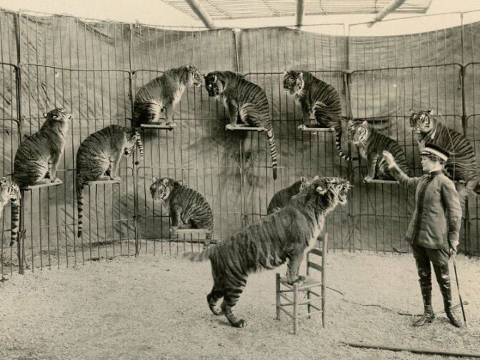 Mabel Stark, at the beginning of her career, in a den of tigers.