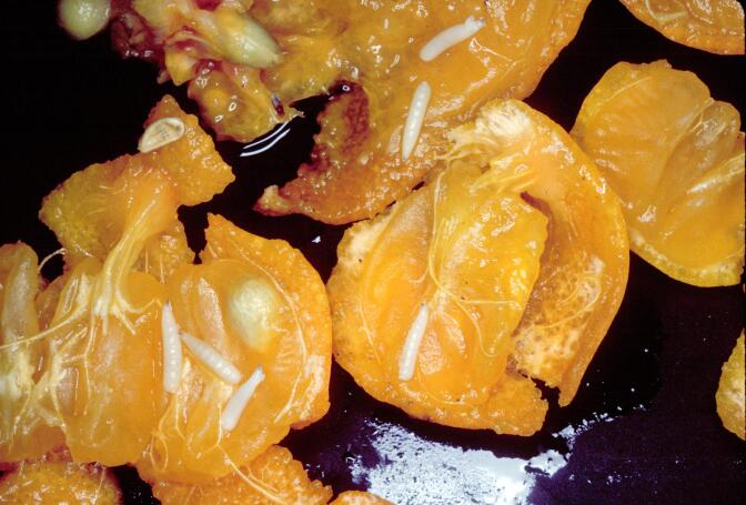 An extreme close up of tiny white fruit fly larvae scattered across bright orange pieces of fruit.