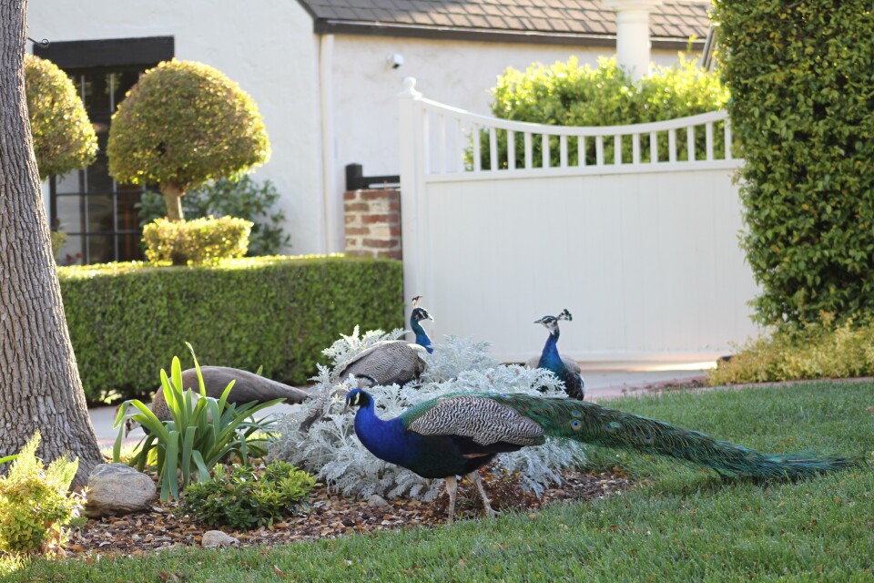 Three peacocks and a peahen lounge in a garden.