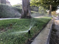A close up of a sprinkler spraying grass along a sidewalk. Tree trunks rise from the grass between the sidewalk and the curb.