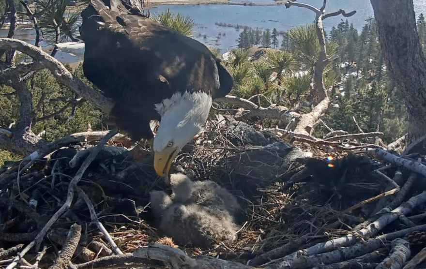An Eagle parent bites at a fish while the two eaglets snuggle up together in the center of their nest.