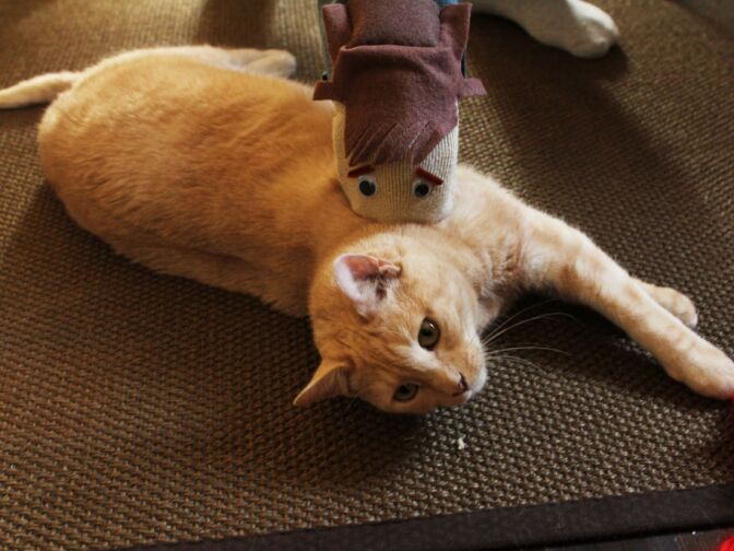 Mark Hayward and Charley Knapp's cat Clementine enjoys being petted with sock puppets.