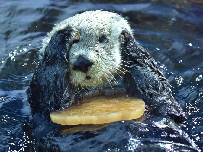 An Alaskan sea otter swims holding a heart-shaped block of ice, presented by his keeper in the aquarium of an amusement park in Yokohama on February 11, 2015. The event takes place once a day for park visitors until February 15 in celebration of Valentine's Day on February 14.     AFP PHOTO / KAZUHIRO NOGI        (Photo credit should read KAZUHIRO NOGI/AFP/Getty Images)