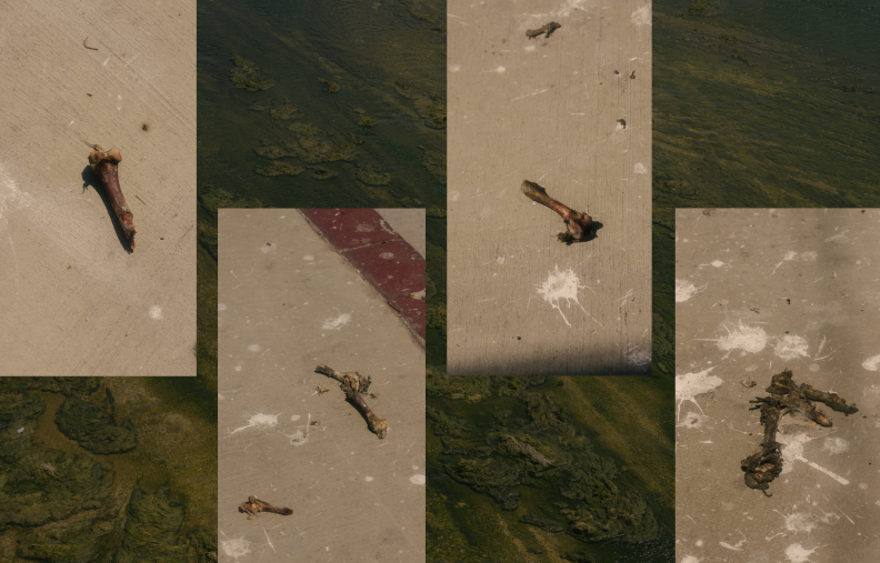 A collage of photos showing bones and seagull poop scattered on a sidewalk.