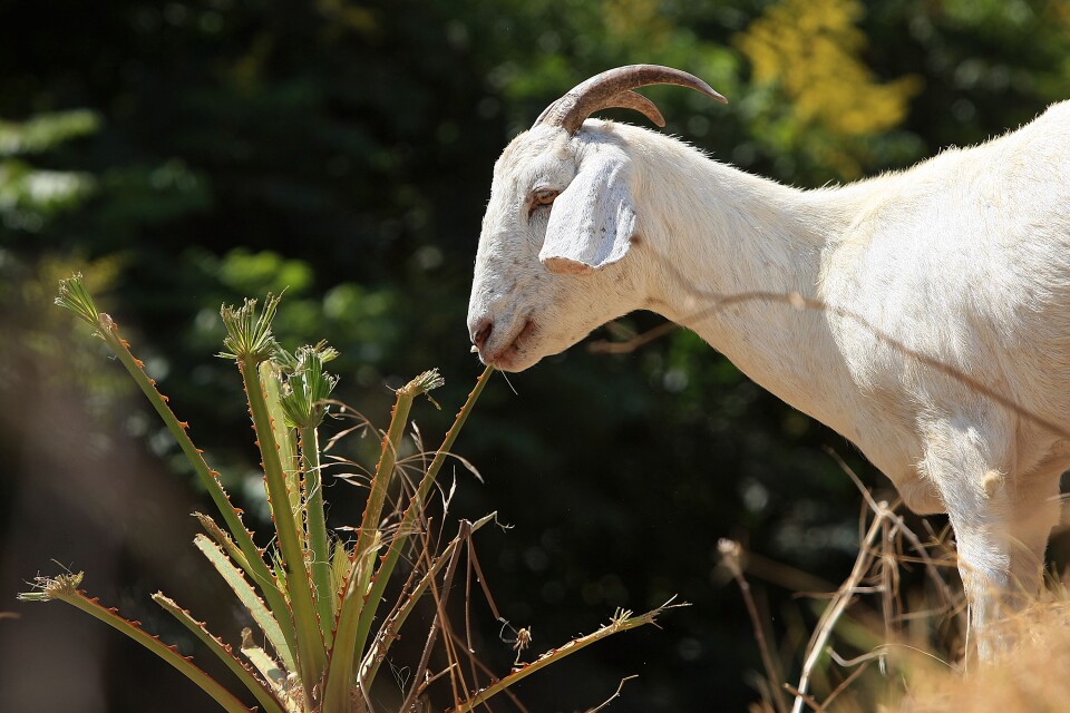 LOS ANGELES, CA - SEPTEMBER 09:  A herd of 100 South African Boer goats chews on tough weeds and dry grasses to clear a steep hillside lot near the Angels Flight funicular railroad on September 9, 2008 in the Bunker Hill high-rise district of downtown Los Angeles, California. Leaders of the Los Angeles Community Redevelopment Agency rented the goats as an economical and environmentally friendly alternative to using gas-powered weed-whacker-wielding humans. Human workers would have charged as much as $7,500 to clear the 2 ½-acre Angels Knoll lot. The goats cost only about $3,000 and there will be no overtime charges. An additional 50 goats will be added to the herd soon to help complete the job in the next week to 10-days.  (Photo by David McNew/Getty Images)