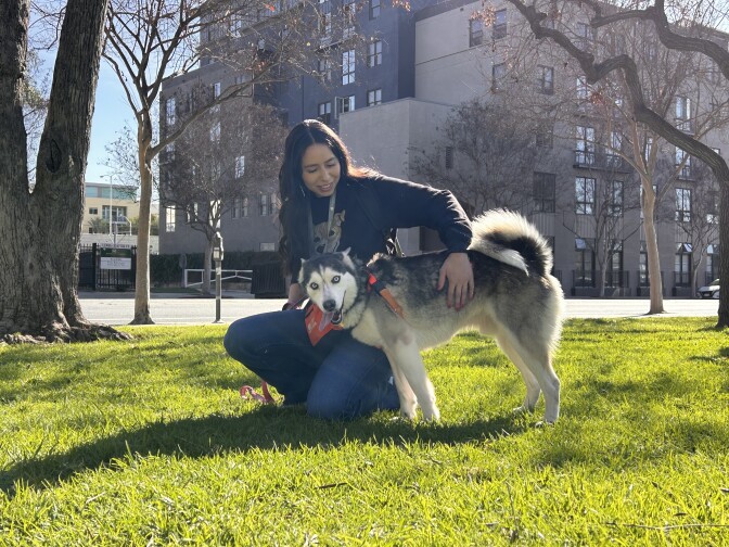 A woman with long brown hair is kneeling in a grassy park next to a white and gray Husky wearing a harness.