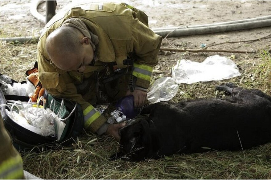 lafd-fire-dogs-1.jpg