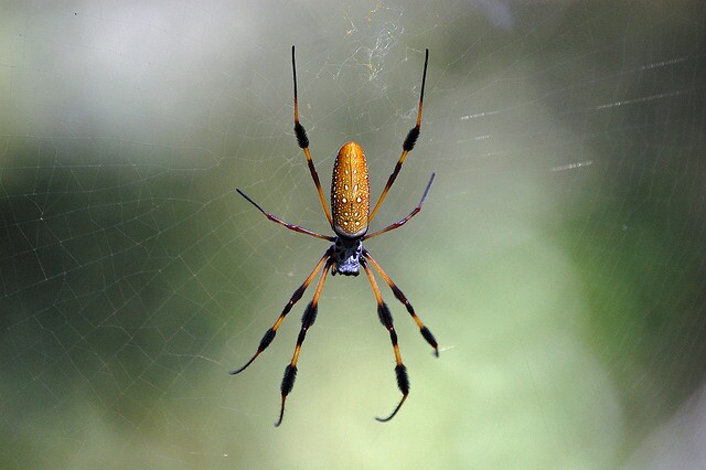 Golden Orb Weave