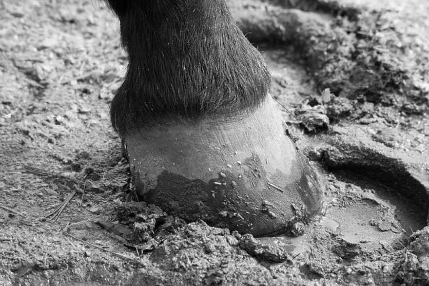 horse_hoof.jpg