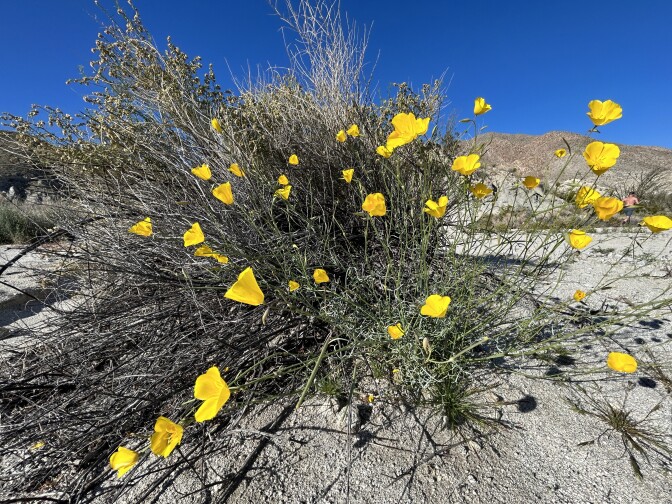 A closeup of a bush bursting with golden colored poppies with a sandy desert background. 