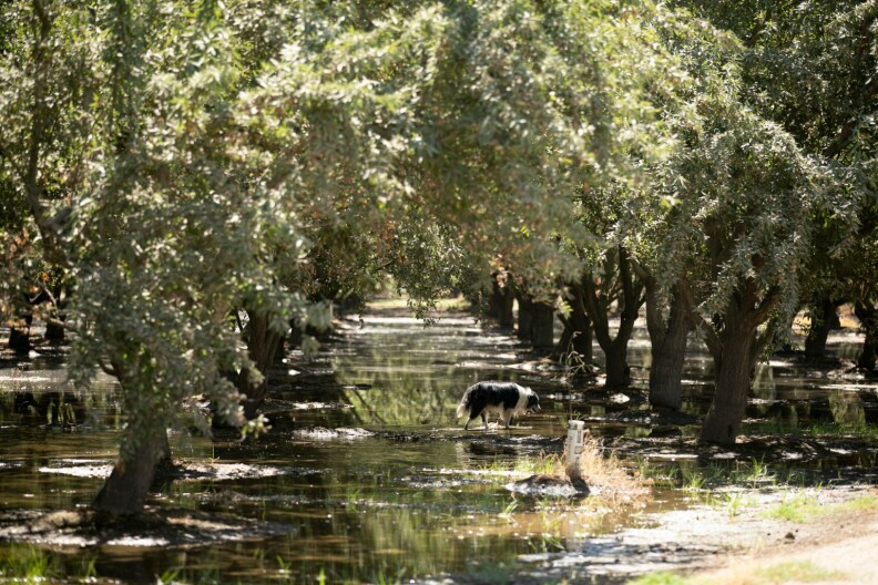 CALMATTERS DROUGHT CROPS