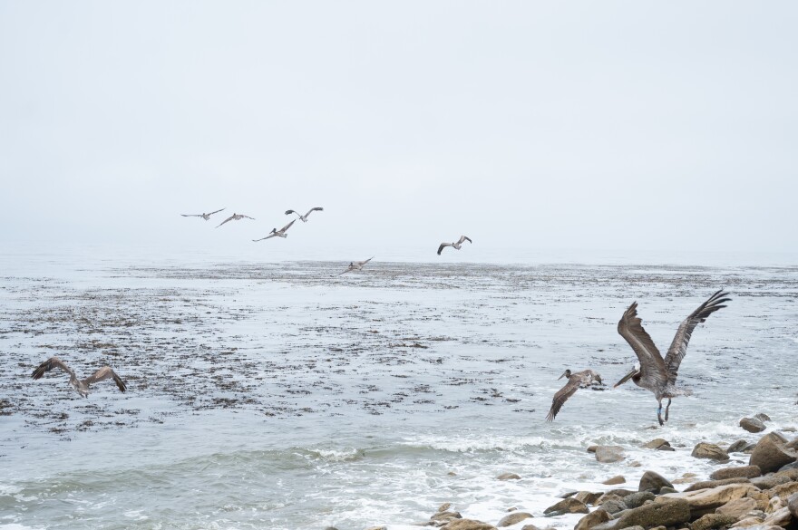 A group of Brown Pelicans are flying towards the ocean and away from a rocky beach on an overcast afternoon.