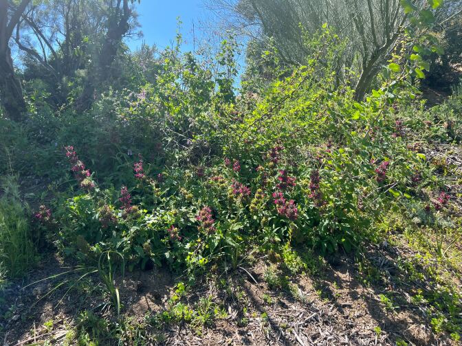a purple-pink away of flowers in sprouting from the ground 
