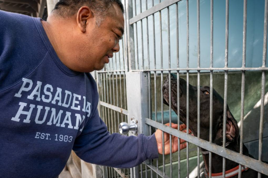 A man with medium skin tone and blue sweatshirt with text that reads "PASADENA HUMANE. EST. 1903" scratches the neck of a dog behind a gate.