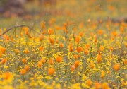 California wildflowers