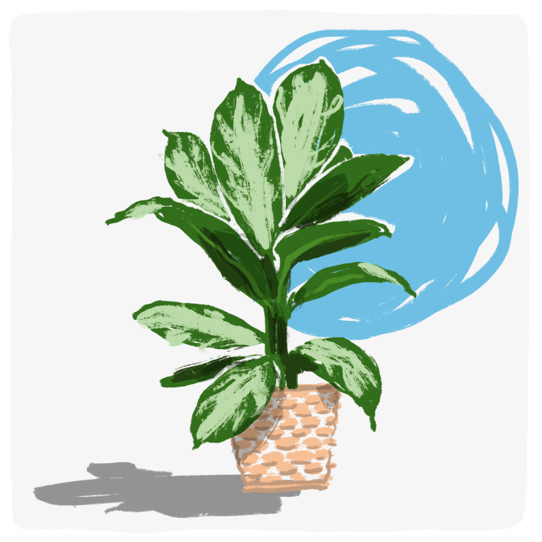 A potted Chinese evergreen plant, illustrated with vibrant colors.